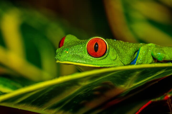 Night Tour through the Tropical Forest in Tifakara image