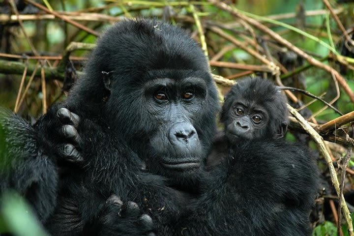 7 Days Uganda Safari & Gorilla Tracking image