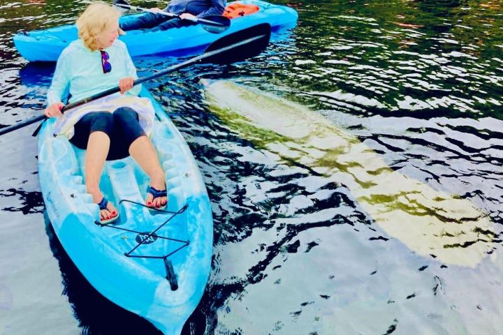 St. Augustine Wildlife Kayak Adventure image