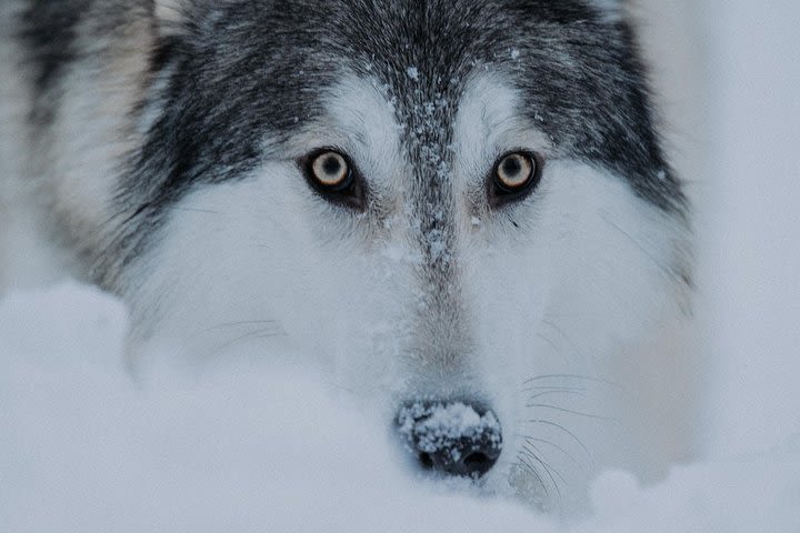 Meet Taivas and the Wolfdogs image