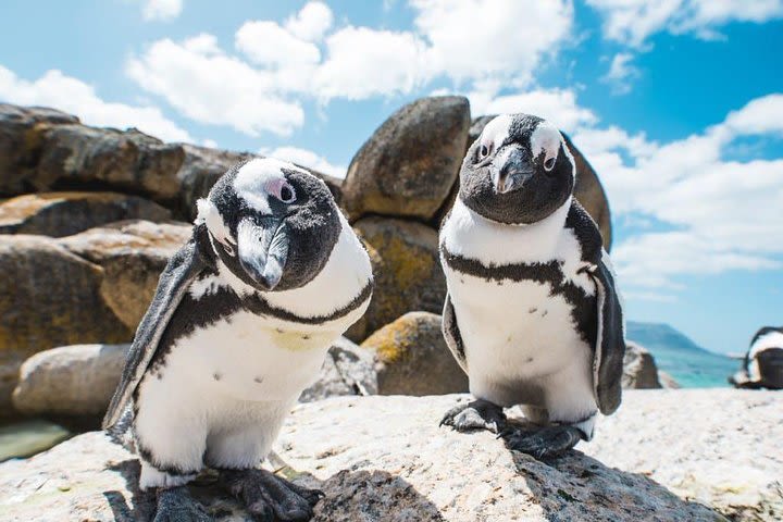 Revel in the Cape Peninsula (Penguins & Cape of Good Hope) image