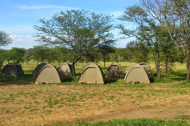 3 Days Budget Camping Safari Tour Tanzania image