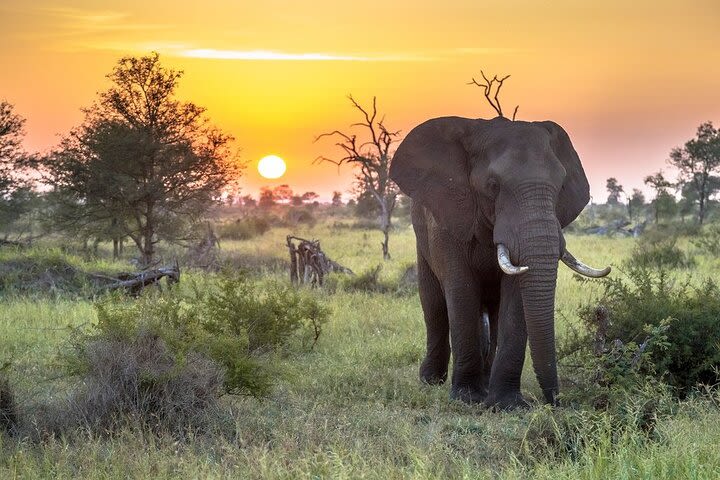 3 Day Kruger National Park from Johannesburg Round Trip image