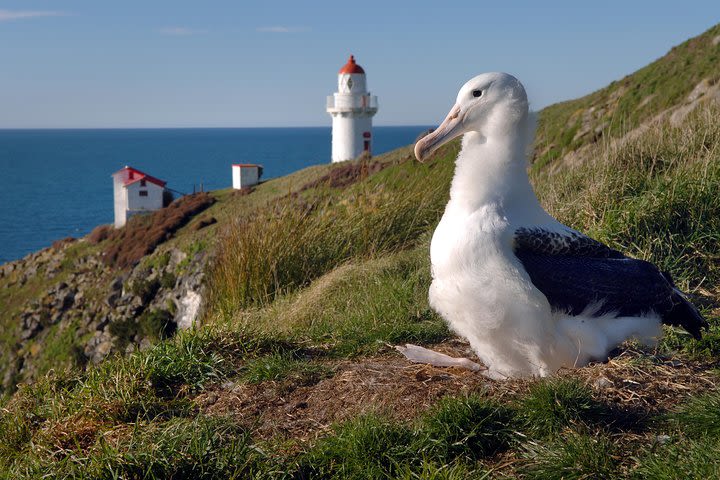 Dunedin City Highlights, Otago Peninsula Scenery & Albatross Guided Tour image