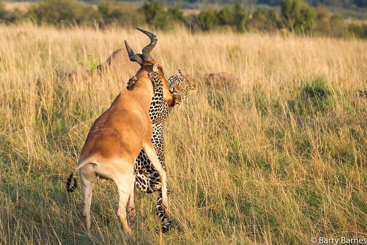 9 Days Samburu, Nakuru, Masai Mara, Amboseli Safari image