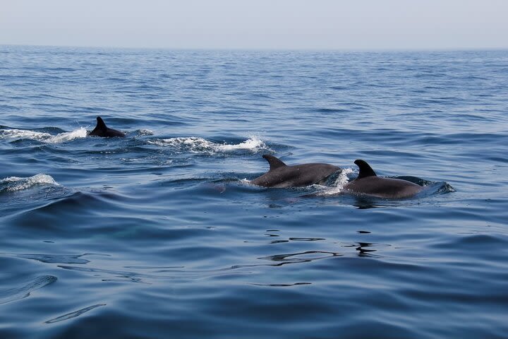 Dolphin and Whale Watching in Lagos image