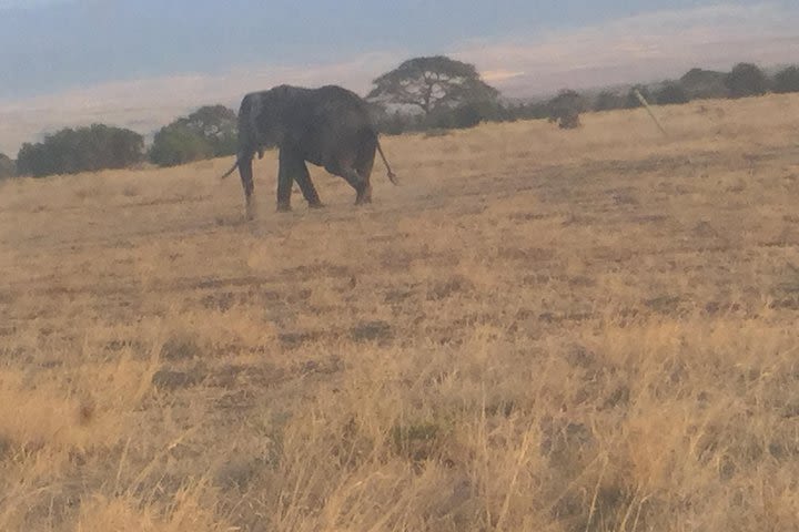 Walk with Elephants in Amboseli. image