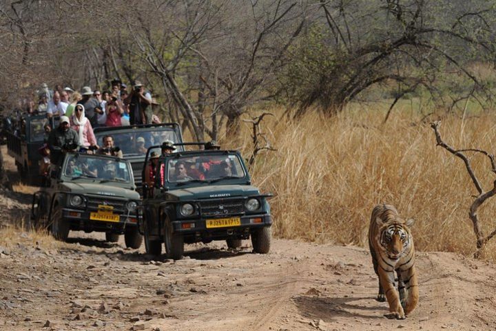 Jaipur Ranthambore Tour image