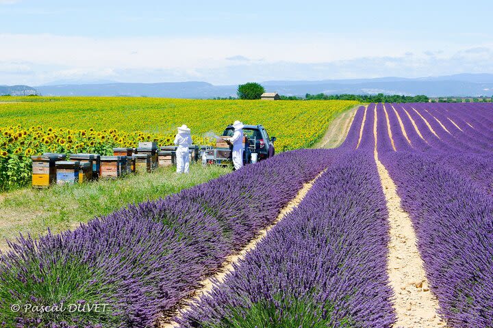 Full Day Private Tour in Lavender and Provence with Pickup image