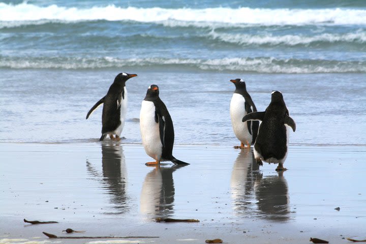 Gentoo Penguins at Berthas Beach Guided Tour from Stanley image