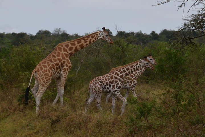 1-Day Lake Mburo National Park Safari with Boat trip (2 day option available) image