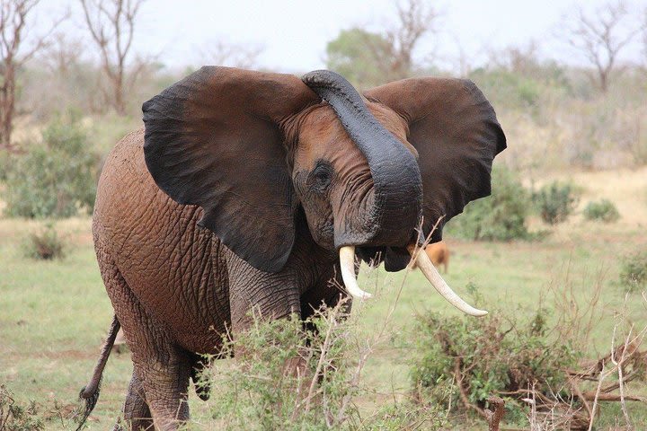 3 Days Masai Mara Joining Tour image