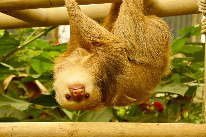 4-in-1 Monteverde Cloud Forest Experience with Ziplining and Hanging Bridges image