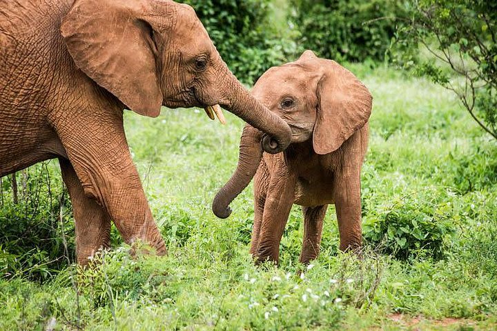 Nairobi Full Day Tour image