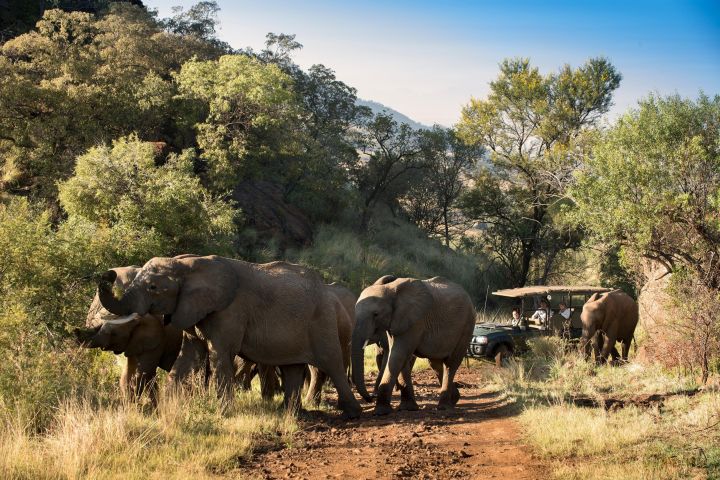 Spectacular Pilanesberg Safari Adventure image