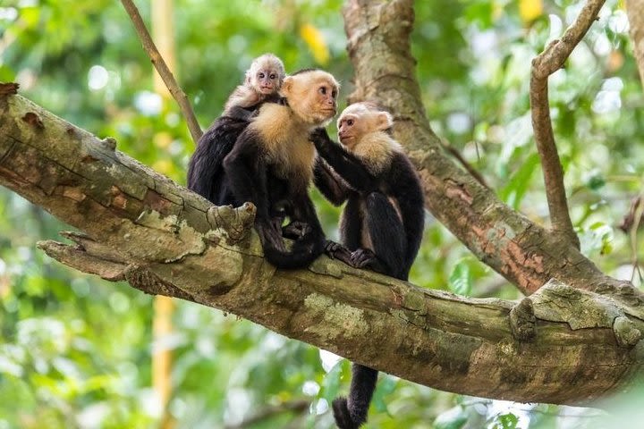 Monkey Tour With Local Cuisine image