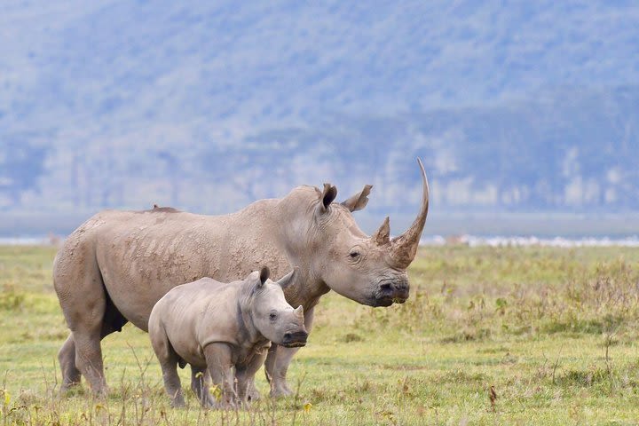 4 Days Lake Nakuru & Maasai Mara Safari image