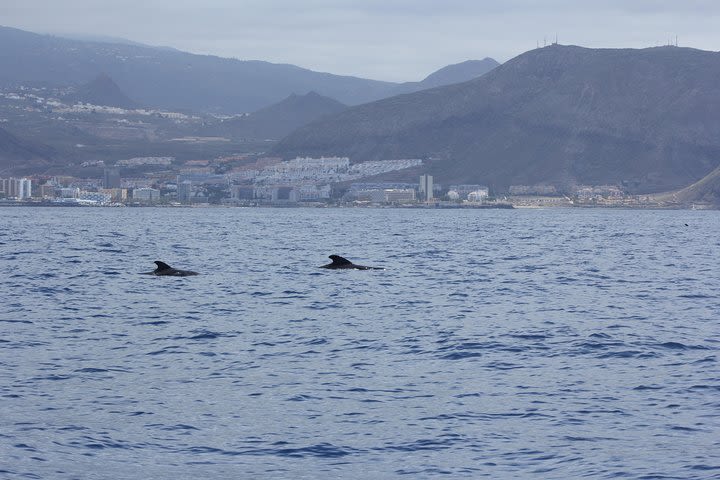 Whale Watching and Marine Science Tour image