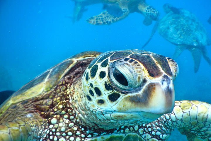 2-Hour Xpress Snorkel from Ka’anapali Beach image