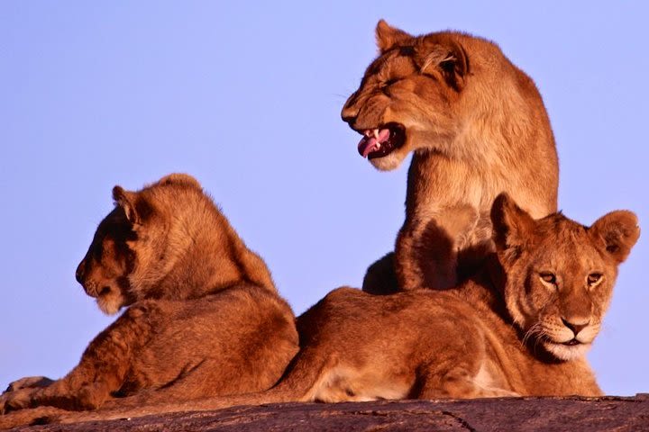 The Ngorongoro Crater Tour image