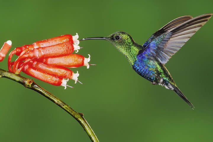 Mindo Cloud Forest image