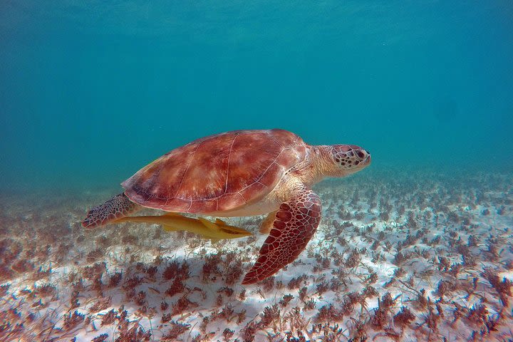 Swim with turtles and Cenote Tour from Playa del Carmen image