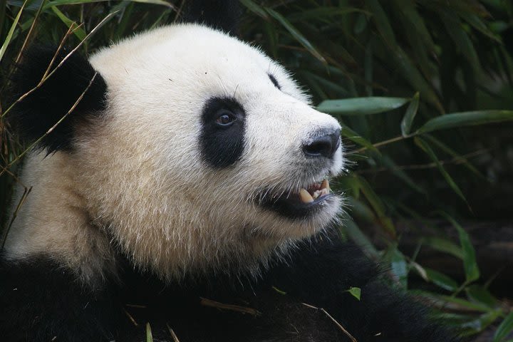 Mini Group: Half-Day Chengdu Pandas and Optional Hotpot Tour image