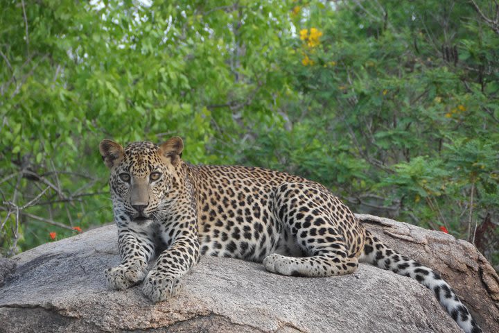 Special leopard safari in Yala National park - 04.00 am to 11.30 am image