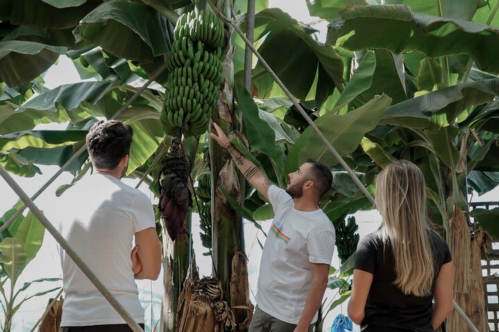 Visit to the Banana Growing Farm in Santa Cruz de Tenerife image