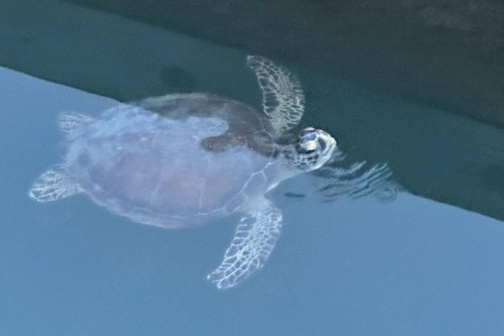 St. Augustine Wildlife SUP Adventure image