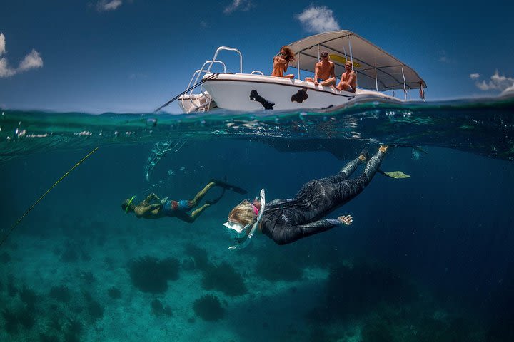 Double Dip Snorkel Trip Sea Cow Snorkeling Bonaire