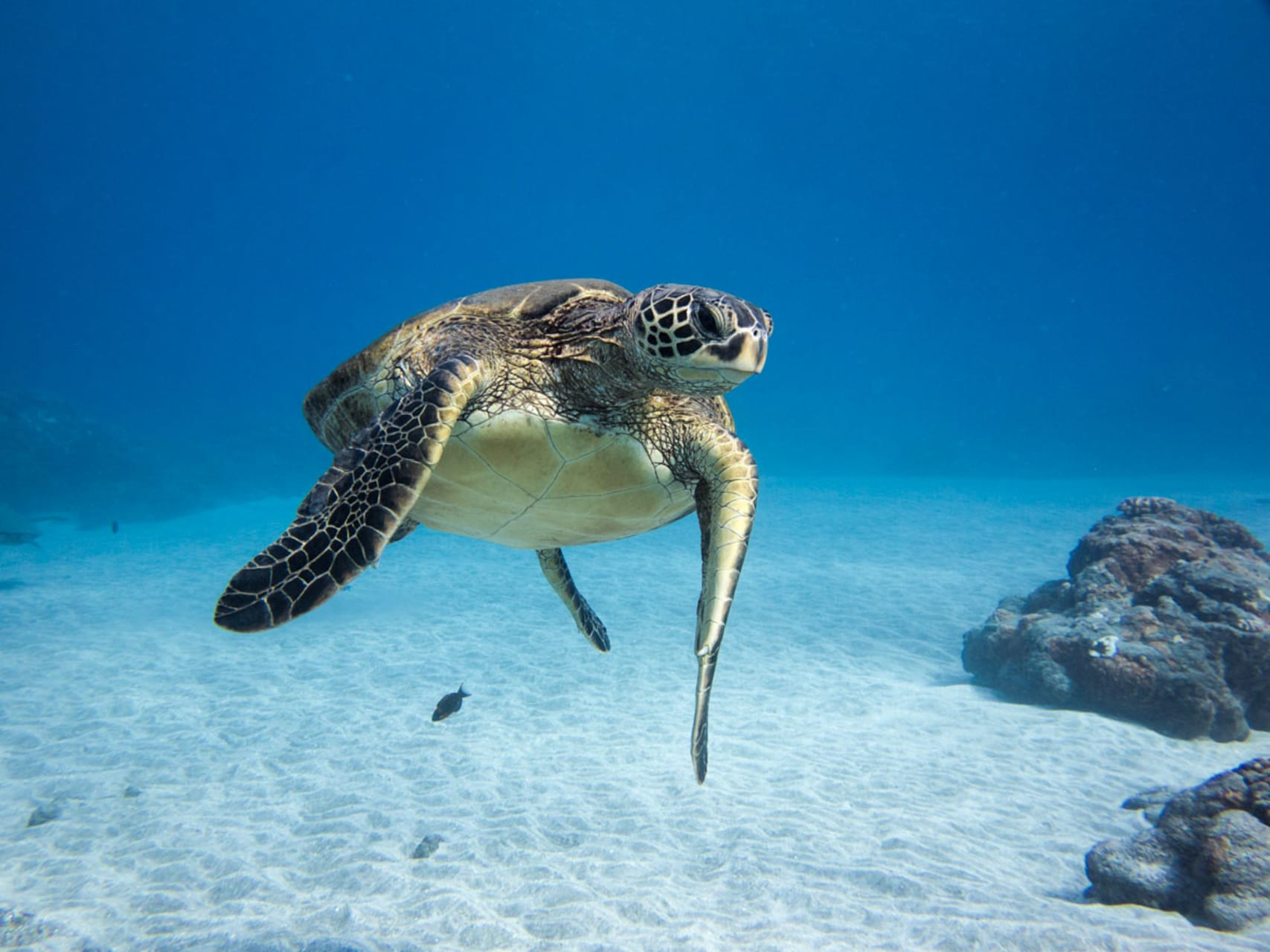 Molokini Wild Side Snorkel-PacWhale Eco-Adventures