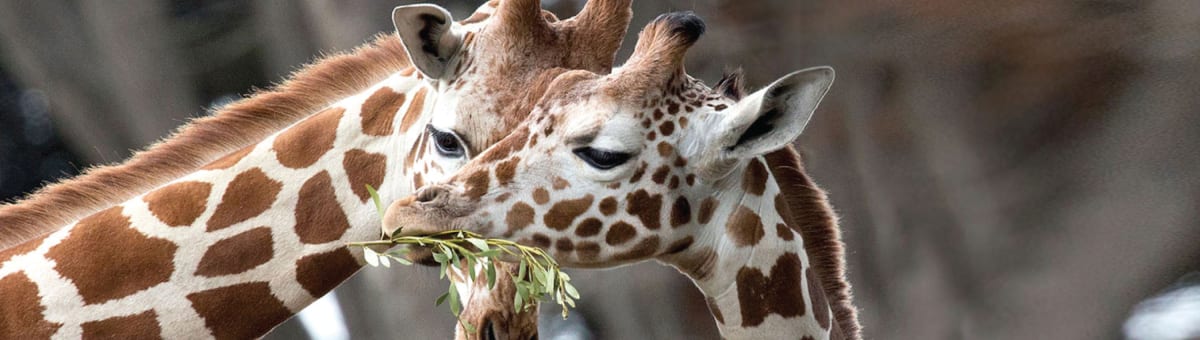 San Francisco Zoo cover