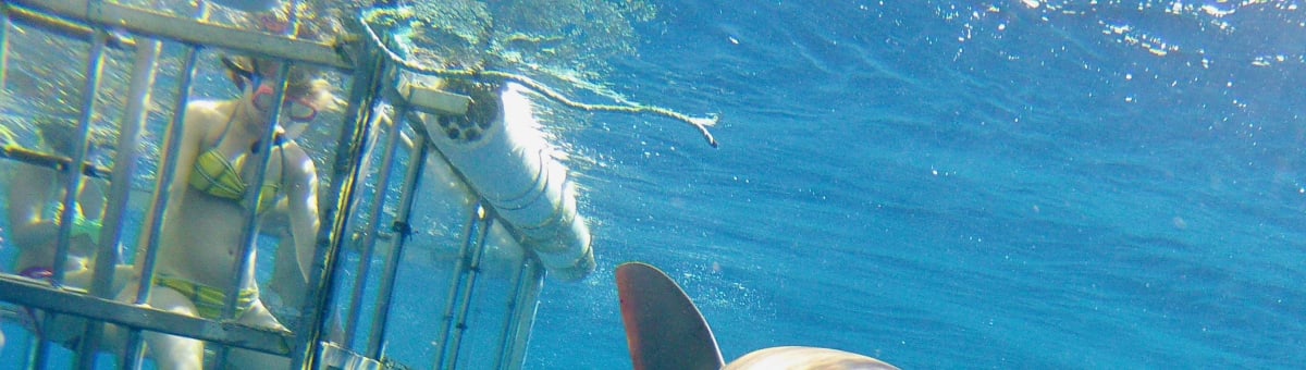 North Shore Shark Adventures cover