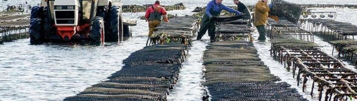 DK Connemara Oysters cover