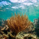 Amoray Dive Center
