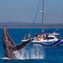 Blue Dolphin Marine Tours