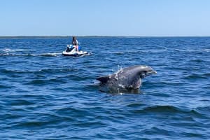 Destin Jet Ski Dolphin Tour 4