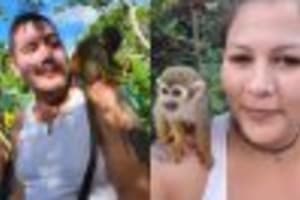 Monkeyland tour + Transportation from cruise/hotel 3