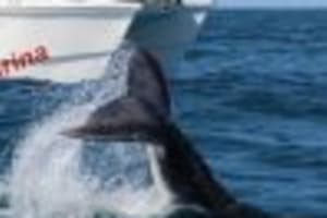 Samana: Bay of Samana Whale Watching Experience 3
