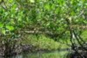Hotel + Hiking +Swimming + Kayaking 2 Days trip Los Haitises 4