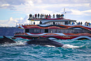 Whale Watching – 2hr Express Cruise from Circular Quay 3