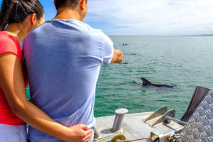 Bunbury Dolphin Watching & Eco Boat Tour 3