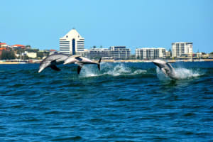 Bunbury Dolphin Watching & Eco Boat Tour 4