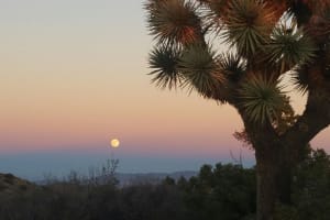 Sunset over Joshua Tree National Park with the moon rising behind a Joshua tree, seen on the air-conditioned scenic tour