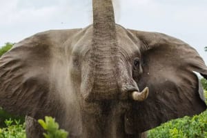 Victoria Falls & Chobe Safari Adventure 3