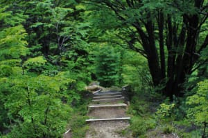 Full-Day Patagonian Forest Hiking Tour in Punta Arenas 4