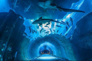 Explore Marine Wonders: National Aquarium Abu Dhabi. 3