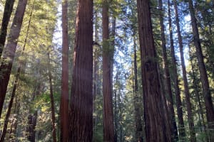 From San Francisco: Full Day Wine Country & Armstrong Woods Tour 4