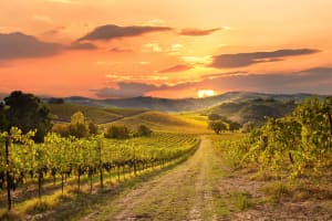 Austin Hill Country Small Group Tour with Cattle Ranch, Caves, and Country BBQ Snack 3